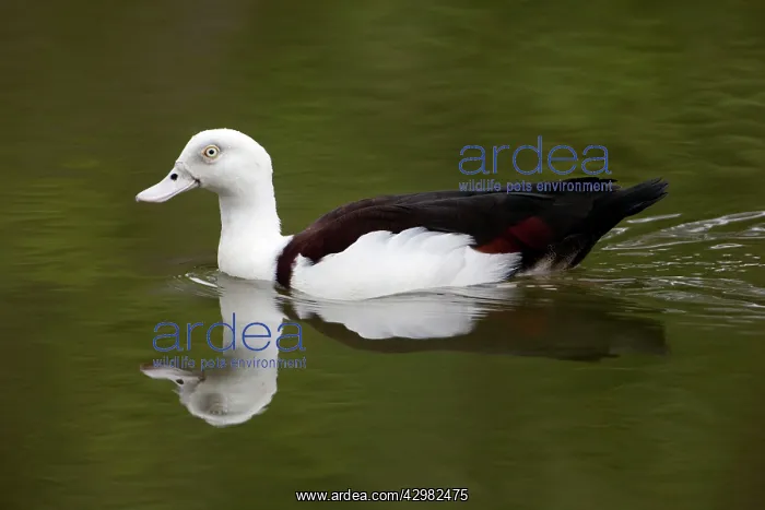 : Radjah Shelduck / Raja Shelduck : Radjah Shelduck / Raja Shelduck
