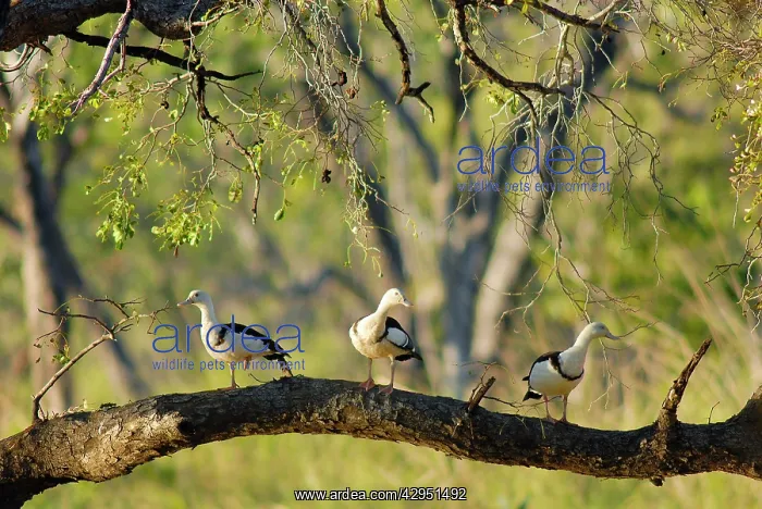 : Radjah shelducks or Burdekin ducks - on a floodplain : Radjah shelducks or Burdekin ducks - on a floodplain