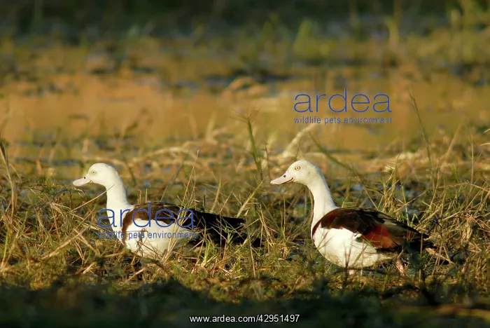 : Radjah shelducks or Burdekin ducks - pair on a : Radjah shelducks or Burdekin ducks - pair on a
