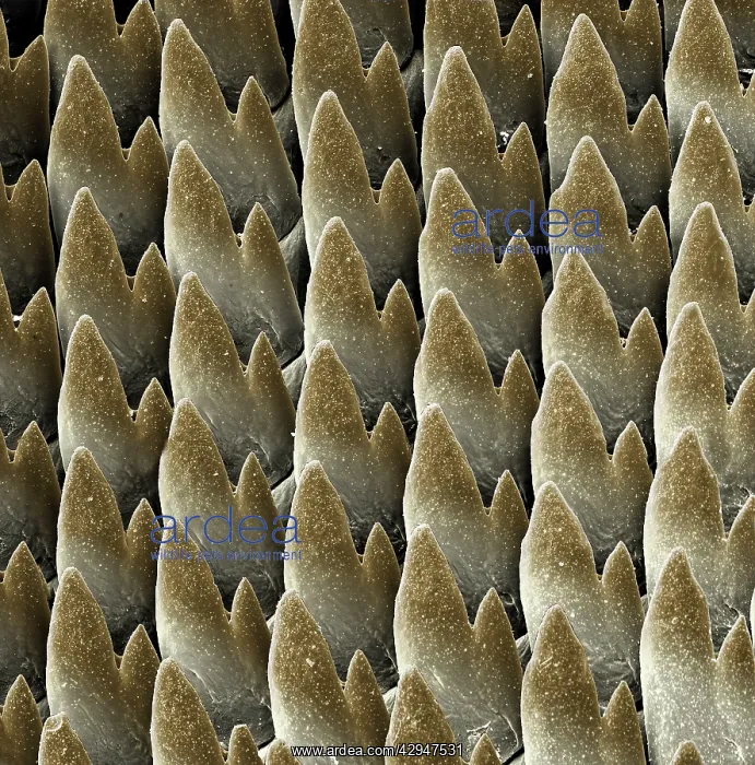 : Radula of the Garden Snail : Radula of the Garden Snail
