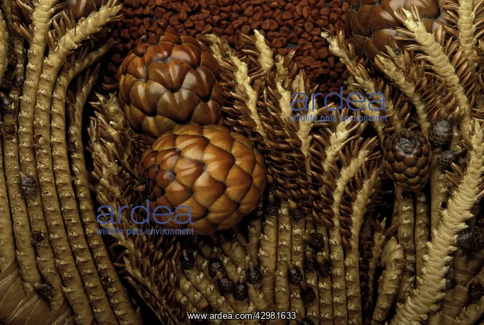 : Raffia Palm-tree - Inflorescence - Exotics products : Raffia Palm-tree - Inflorescence - Exotics products