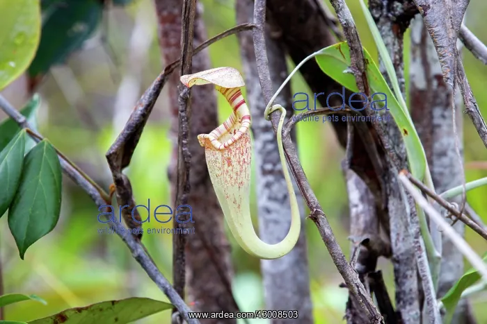 : Raffles Pitcher Plant aerial : Raffles Pitcher Plant aerial