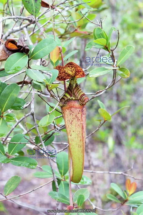 : Raffles Pitcher Plant aerial : Raffles Pitcher Plant aerial