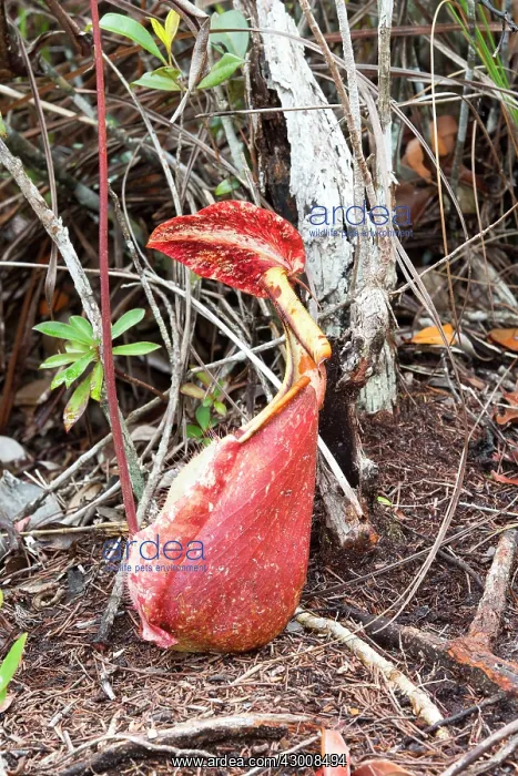 : Raffles Pitcher Plant on ground : Raffles Pitcher Plant on ground