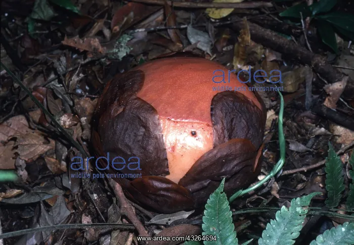  : RAFFLESIA - bud just before opening