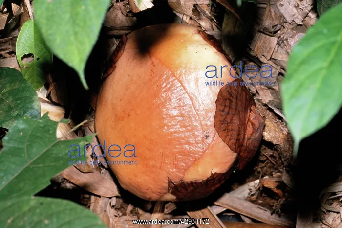 : Rafflesia - Flower prior to petals opening : Rafflesia - Flower prior to petals opening