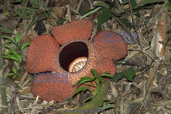 : Rafflesia keithii : Rafflesia keithii