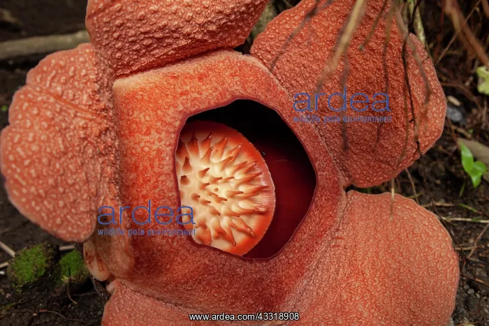 : Rafflesia padma (Rafflesia patma) flower, West J : Rafflesia padma (Rafflesia patma) flower, West J
