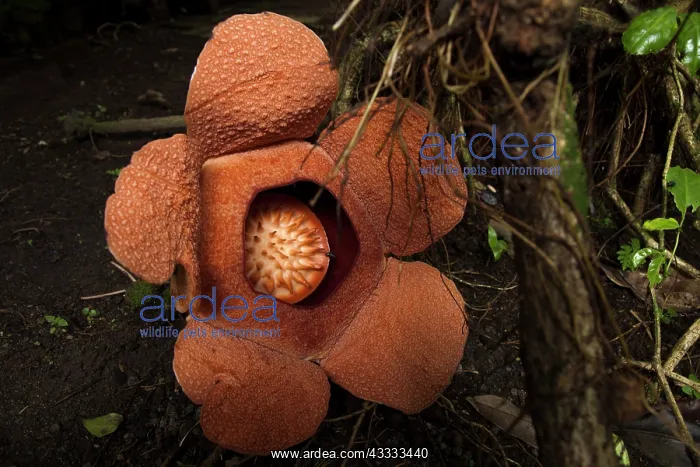 : Rafflesia padma (Rafflesia patma) flower, West J : Rafflesia padma (Rafflesia patma) flower, West J