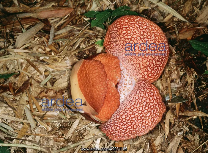 : Rafflesia - petals opening : Rafflesia - petals opening