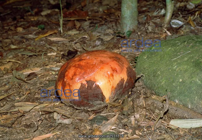 : Rafflesia - prior to petals opening : Rafflesia - prior to petals opening