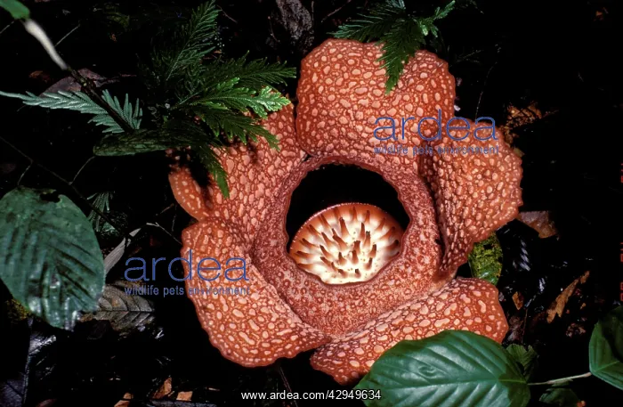 : Rafflesia (Rafflesia arnoldii) flower. Crocken : Rafflesia (Rafflesia arnoldii) flower. Crocken