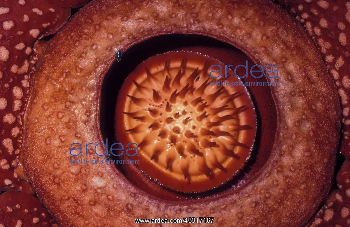  : Rafflesia (Rafflesia arnoldii) seen from top, Pa