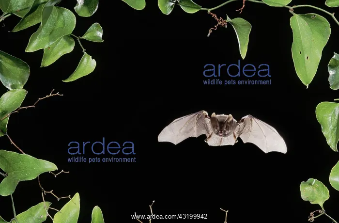 : Rafinesque's Big-Eared Bat (Corynorhinus rafinesquii) : Rafinesque's Big-Eared Bat (Corynorhinus rafinesquii)