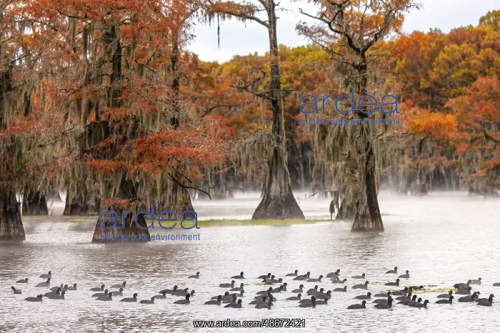 : Raft of American coots and morning mist on southern swamp : Raft of American coots and morning mist on southern swamp