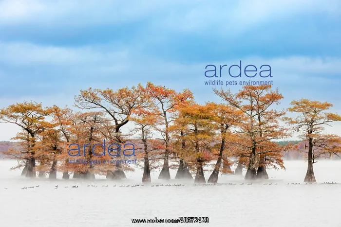 : Raft of American coots and morning mist on southern swamp : Raft of American coots and morning mist on southern swamp