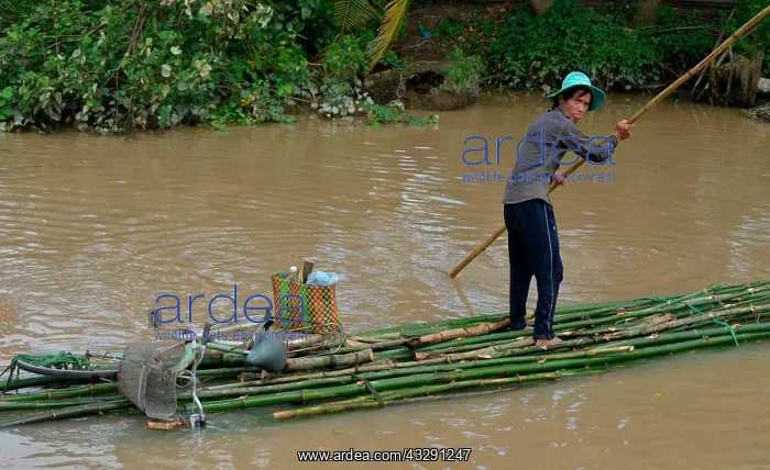 : Raft, canal between Sa Dec and Can Tho, Mekong Delta : Raft, canal between Sa Dec and Can Tho, Mekong Delta
