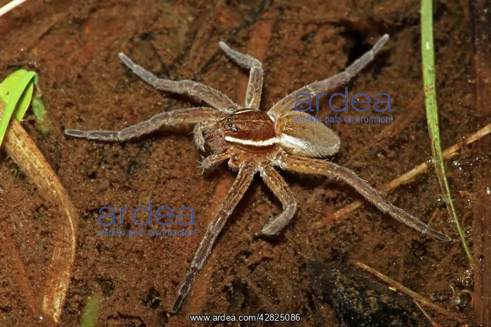 : Raft Spider : Raft Spider