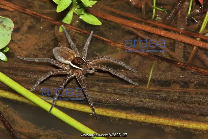 : Raft Spider : Raft Spider