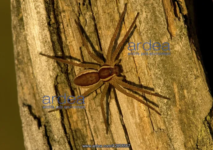 : Raft Spider : Raft Spider