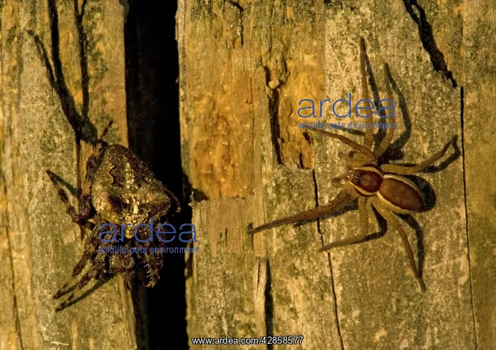 : Raft Spider : Raft Spider