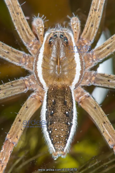 : Raft spider (Dolomedes fimbriatus) female, Autreville : Raft spider (Dolomedes fimbriatus) female, Autreville