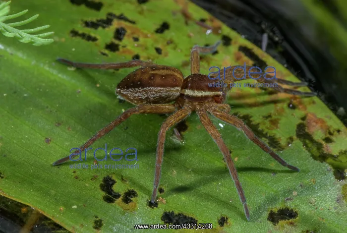 : Raft spider, Dolomedes fimbriatus, on the leaf o : Raft spider, Dolomedes fimbriatus, on the leaf o