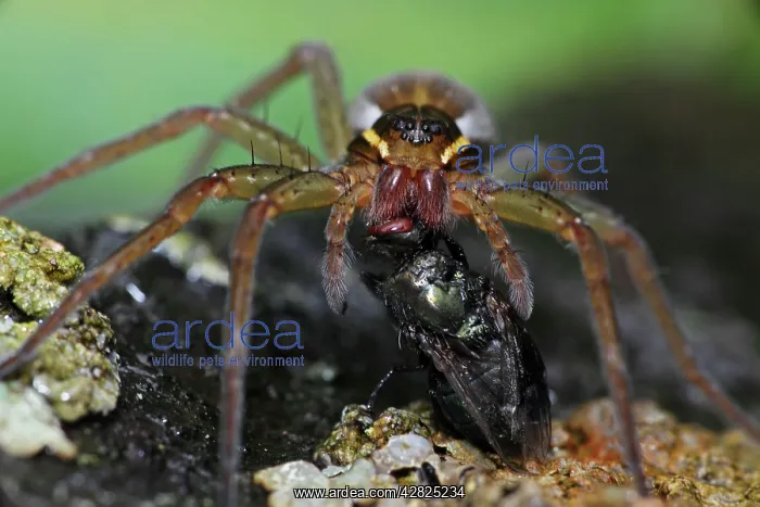 : Raft Spider - Eating a fly : Raft Spider - Eating a fly