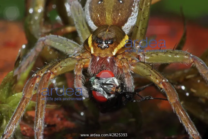 : Raft Spider - Eating a fly : Raft Spider - Eating a fly