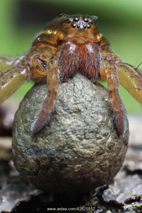 : Raft Spider - With egg sac : Raft Spider - With egg sac