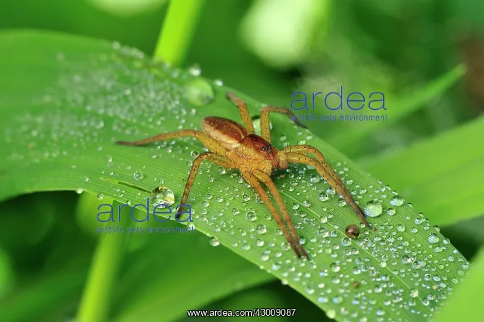 : Raft Spider on grass with morning dew : Raft Spider on grass with morning dew