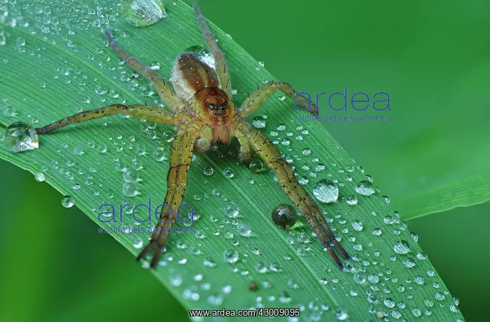 : Raft Spider on grass with morning dew : Raft Spider on grass with morning dew