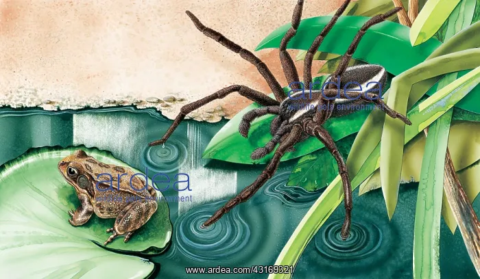 : This Raft Spider, sits on a leaf at the edge of : This Raft Spider, sits on a leaf at the edge of