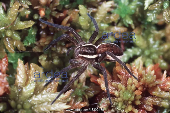 : RAFT SPIDER - spinning web, life size : RAFT SPIDER - spinning web, life size
