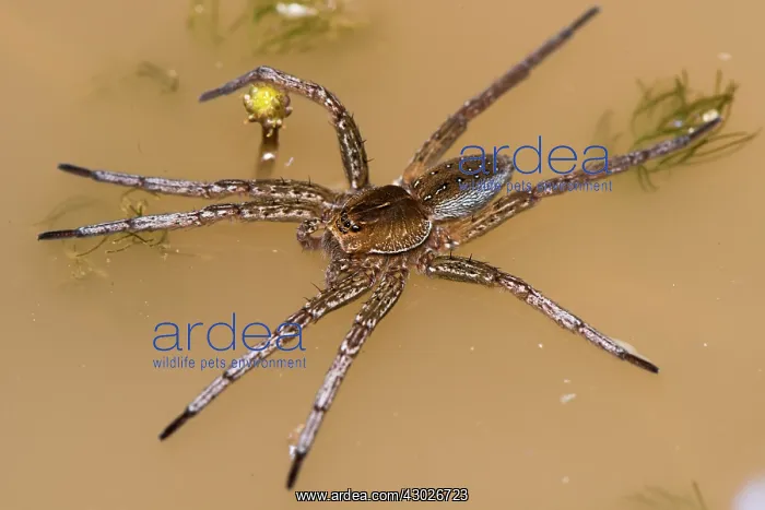 : Raft spider - on water surface - under controlled : Raft spider - on water surface - under controlled