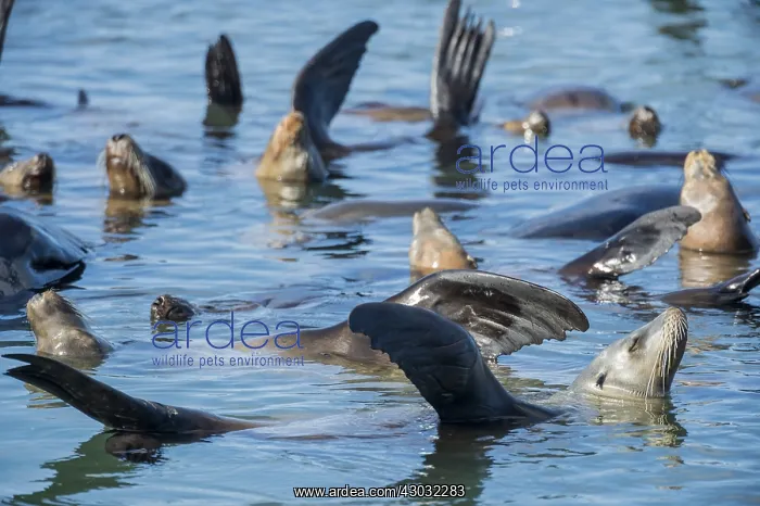 : A raft of sunning California sea lions (Zalophus : A raft of sunning California sea lions (Zalophus