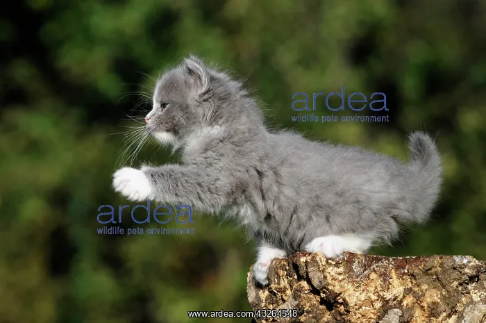 : Ragdoll, blue mitted solid, grey kitten, 7 weeks : Ragdoll, blue mitted solid, grey kitten, 7 weeks