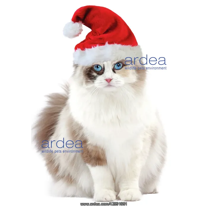 : Ragdoll Cat - 10 month old kitten wearing Christmas hat : Ragdoll Cat - 10 month old kitten wearing Christmas hat