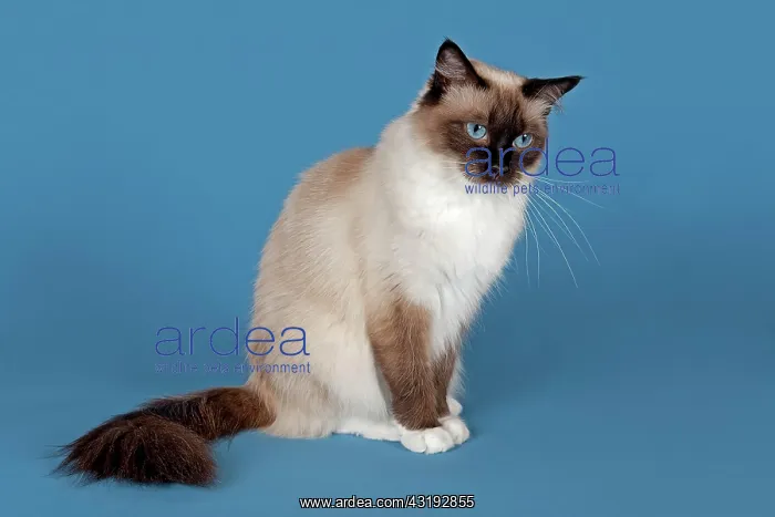 : Ragdoll cat, 4 years, Seal Mitted color Ragdoll : Ragdoll cat, 4 years, Seal Mitted color Ragdoll