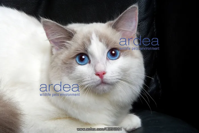: Ragdoll Cat : Ragdoll Cat