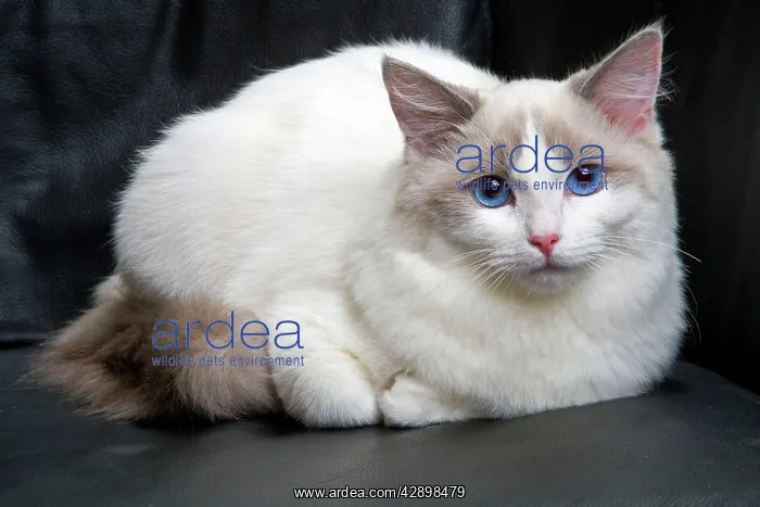 : Ragdoll Cat : Ragdoll Cat