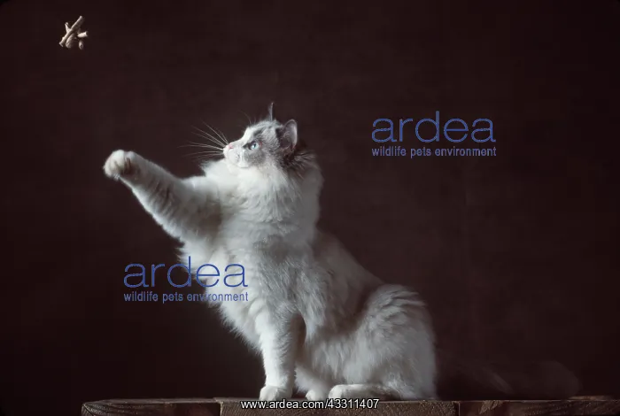  : RAGDOLL CAT - BLUE