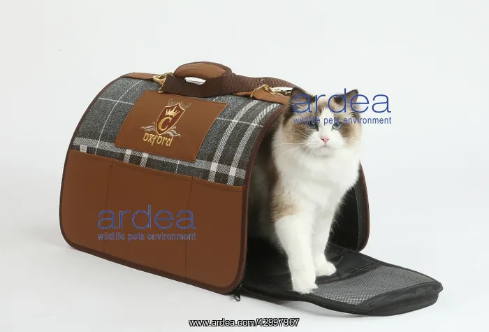 : Ragdoll cat in a carrying box : Ragdoll cat in a carrying box