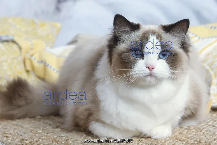: Ragdoll cat indoors : Ragdoll cat indoors