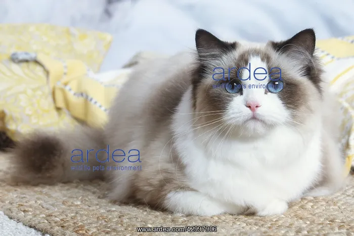 : Ragdoll cat indoors : Ragdoll cat indoors