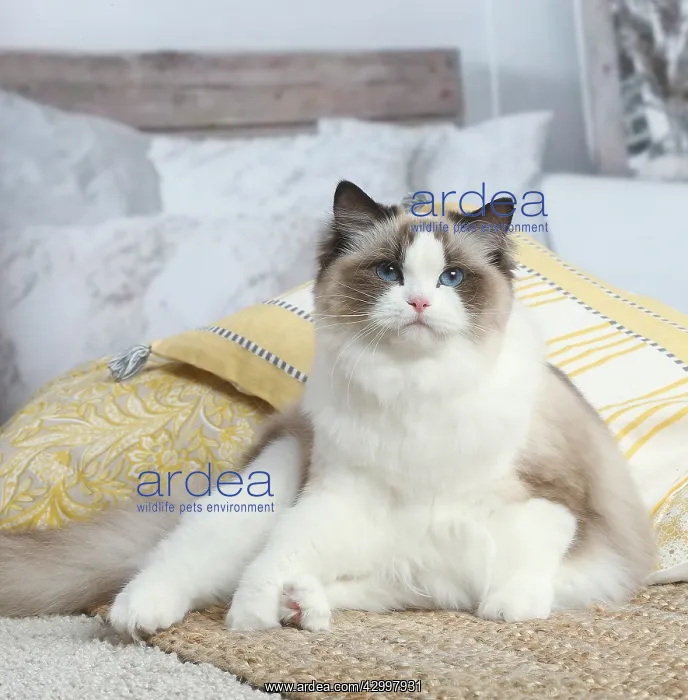  : Ragdoll cat indoors