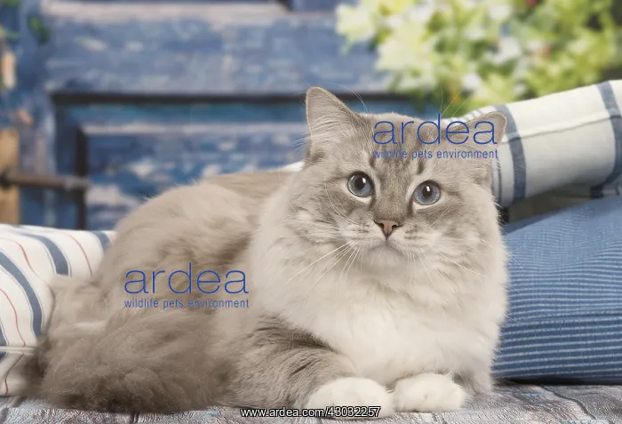  : Ragdoll cat indoors
