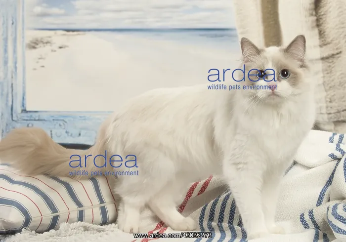  : Ragdoll cat indoors