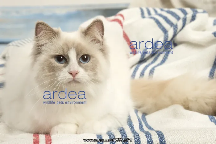  : Ragdoll cat indoors