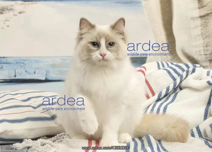  : Ragdoll cat indoors